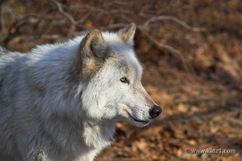 Arctic Wolf 072